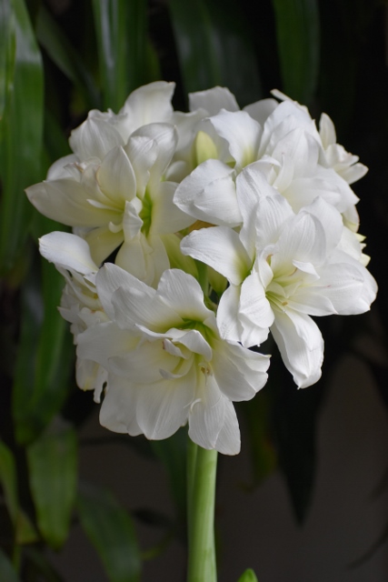 MELINDA MYERS: A Winter Season of Colorful Amaryllis Blooms
