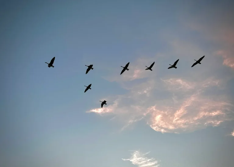 FRED FIRST: Migrations – Navigating The Landmarks