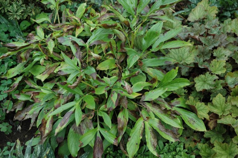 MELINDA MYERS: Disposing of Problem Plant Debris