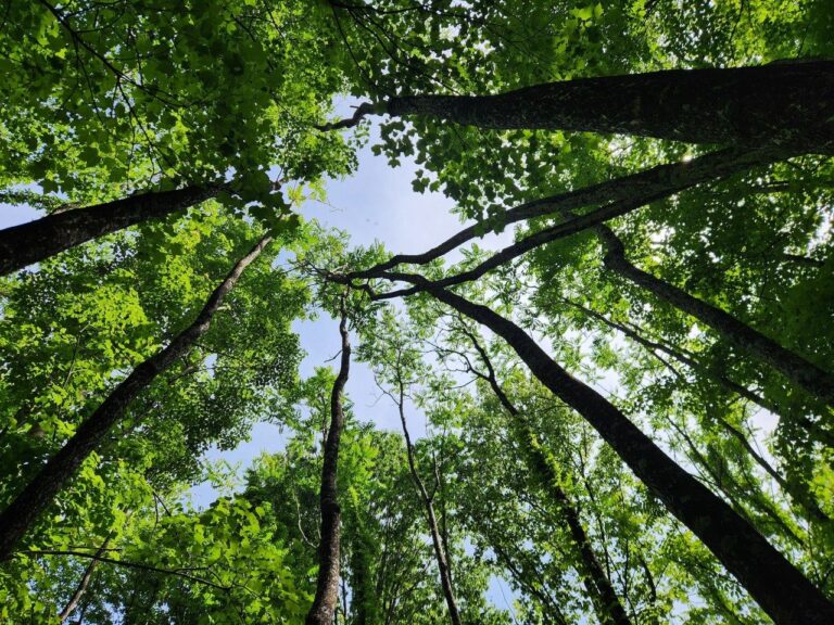 Roanoke Earns 2024 Tree City USA Recognition from Arbor Day Foundation