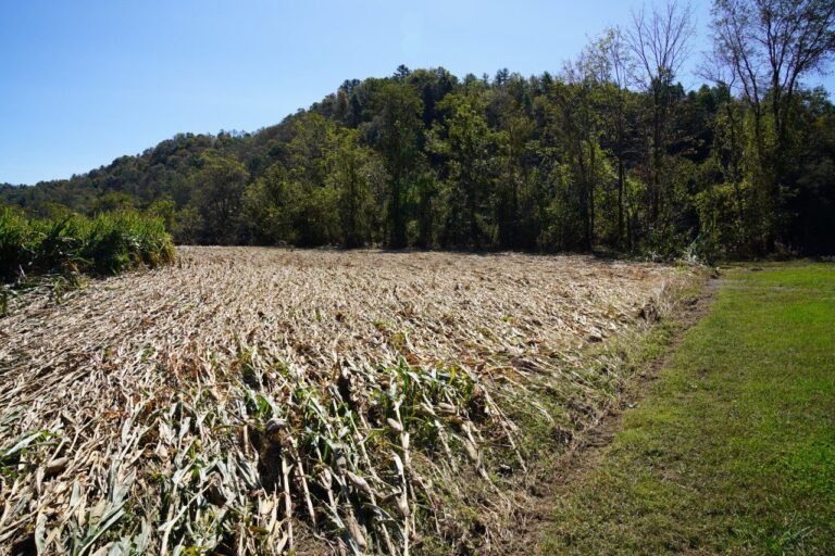 Long-Term Impact of Hurricane Helene on VA Agriculture Could Reach $630 Million