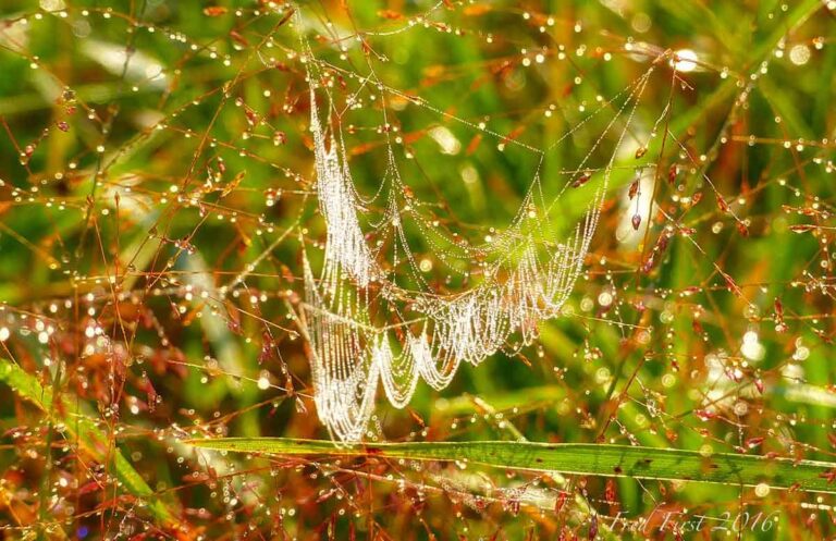 Shocking: The Biological Role of Static – And The Memory of Webs I Have Known