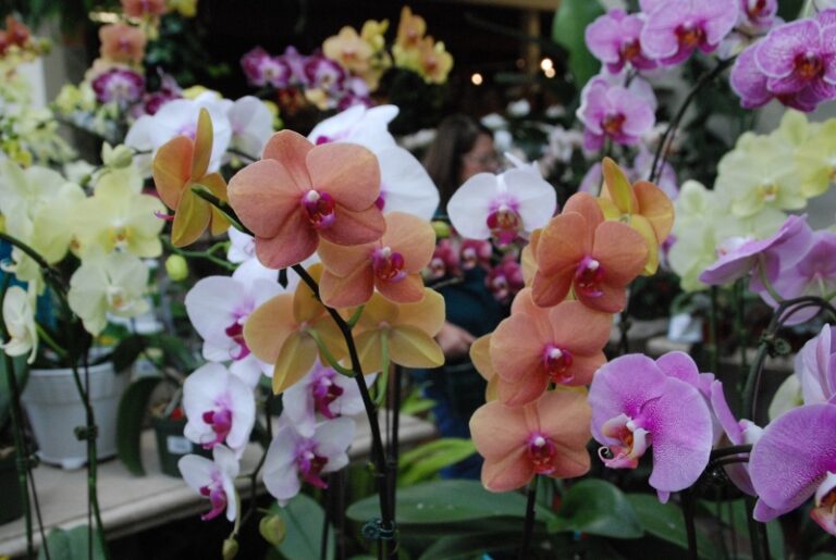 MELINDA MYERS: Growing Moth Orchids for Months of Beauty