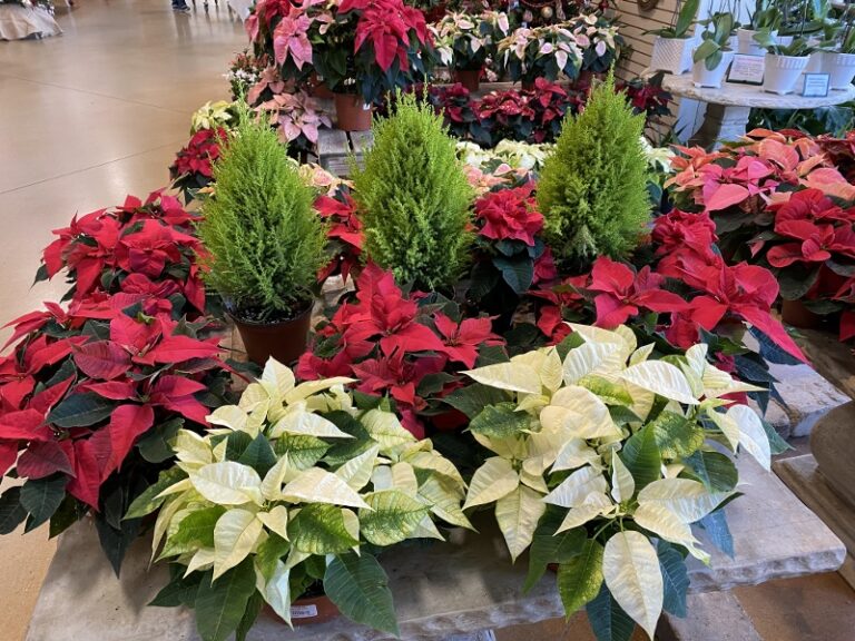 MELINDA MYERS: Selection and Care of Living Holiday Trees