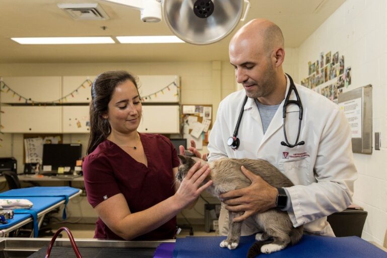 Collaborative Approach to Veterinary Neurology Spurs Groundbreaking Research / Compassionate Care