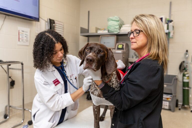 Veterinary Teaching Hospital Teams Work Together on Dog’s Medical Mystery