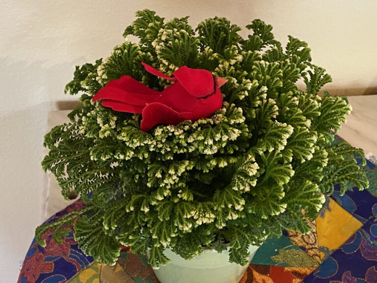 MELINDA MYERS: Unique Holiday Plants