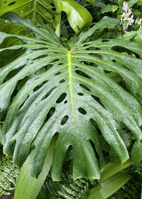 MELINDA: 2025 Is The Year of The Monstera