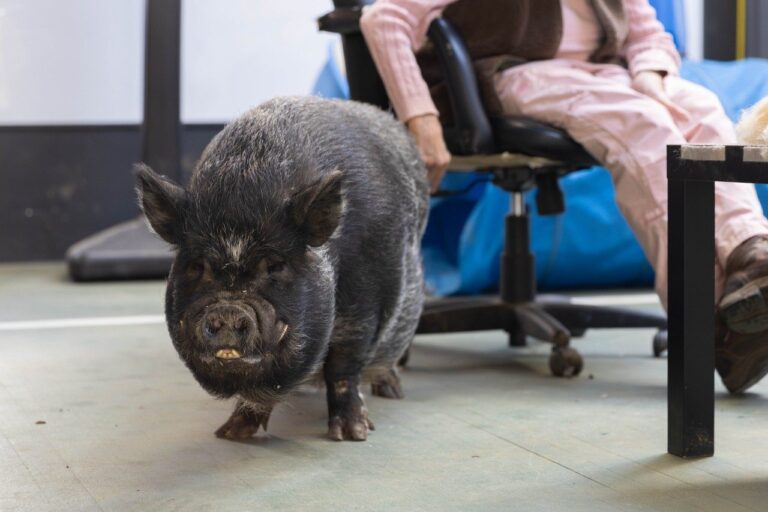 Production Management Medicine Team Treats Animals in Rural and Urban Settings