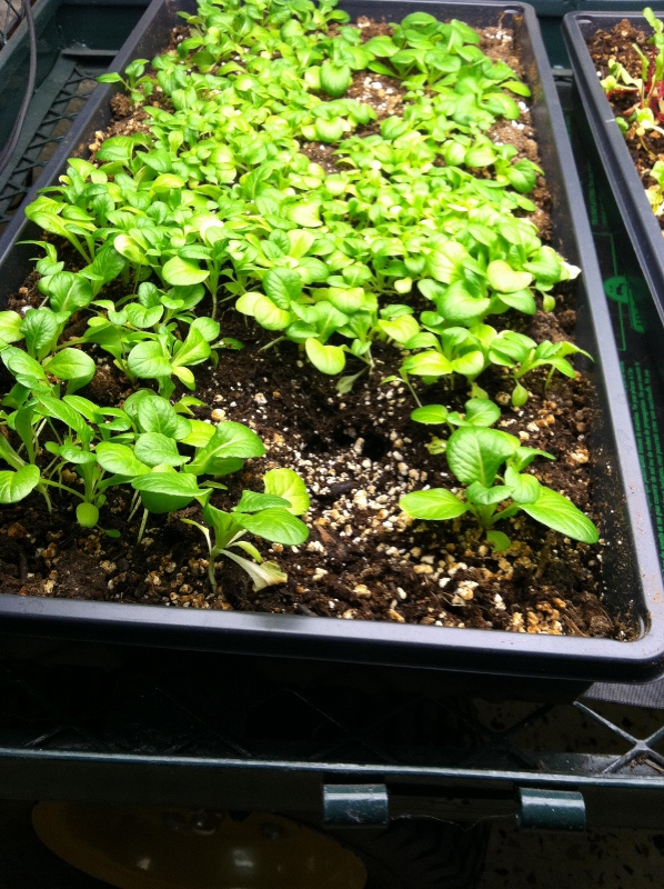 MELINDA MYERS: Maximize Seed Starting Success with a Seed Starting Chart