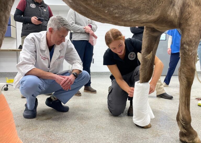 Karen Waldron and Shawn Ricci’s gift will transform Veterinary Teaching Hospital