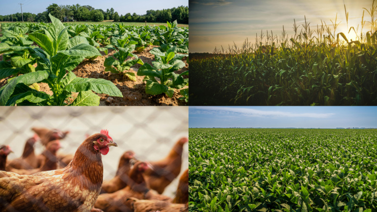 Expert Warns Tariffs Could Hurt Virginia Farmers and Rural Economies