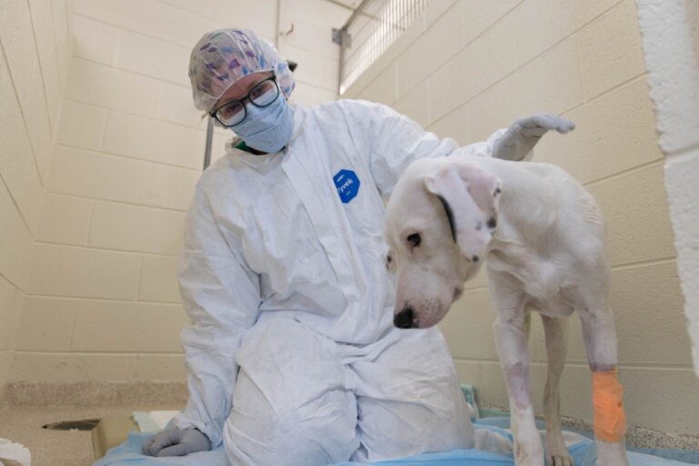 Veterinary college’s Compassionate Care Fund helps save a puppy — and more