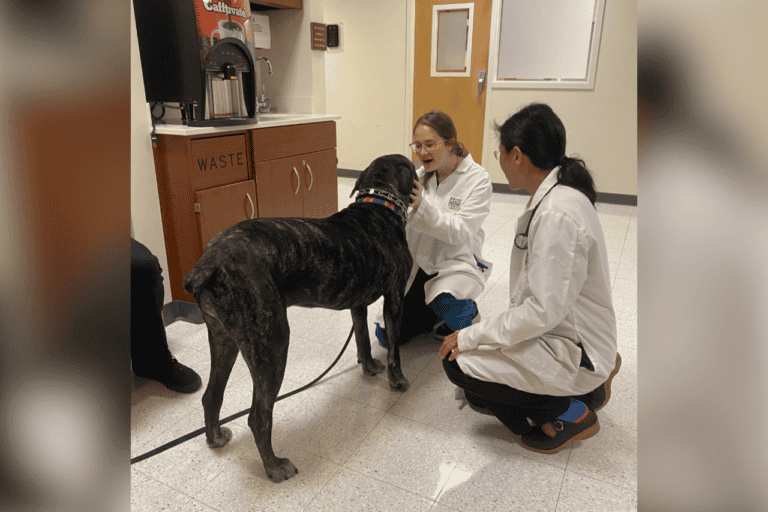 Cancer Study in Roanoke Gives Hope to Pet Owners and Researchers