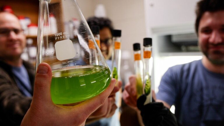 Researchers discover large dormant virus can be reactivated in model green alga