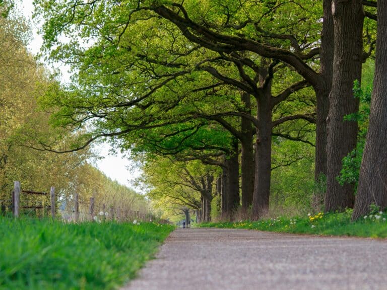 Planting Peace: Roanoke Honors Unsolved Homicide Victims with Memorial Trees