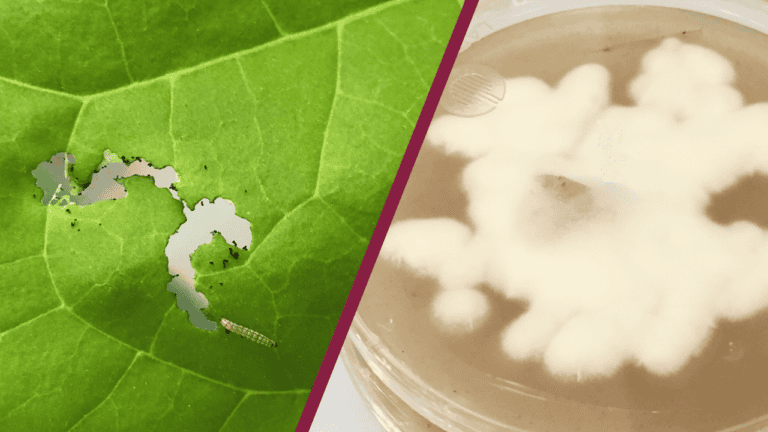 New Fungus-Based Pest Control Could Help Save Virginia Cotton