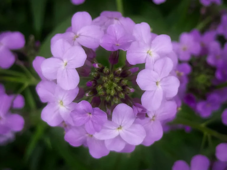 FRED FIRST: Nature Notes: Early May