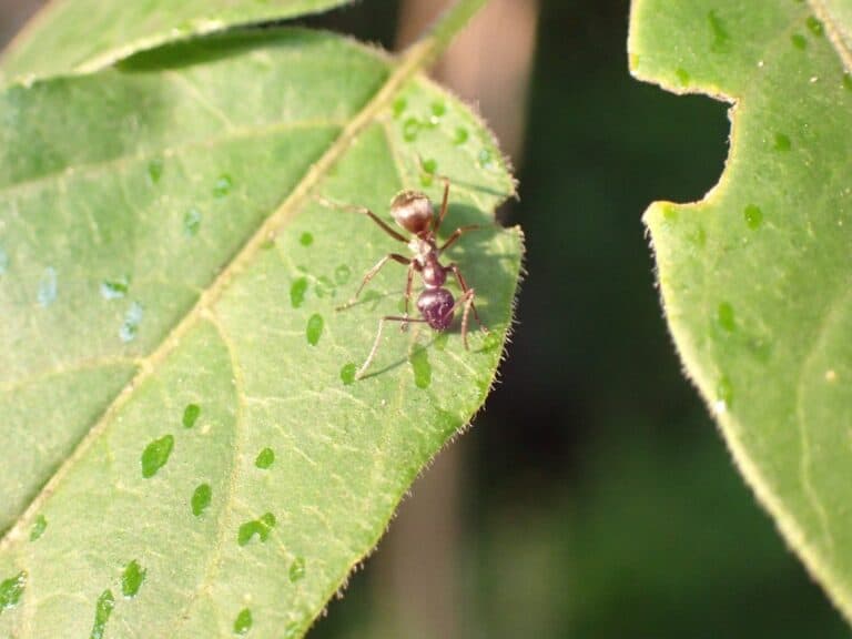 A surprising ally in the fight against the spotted lanternfly: Ants