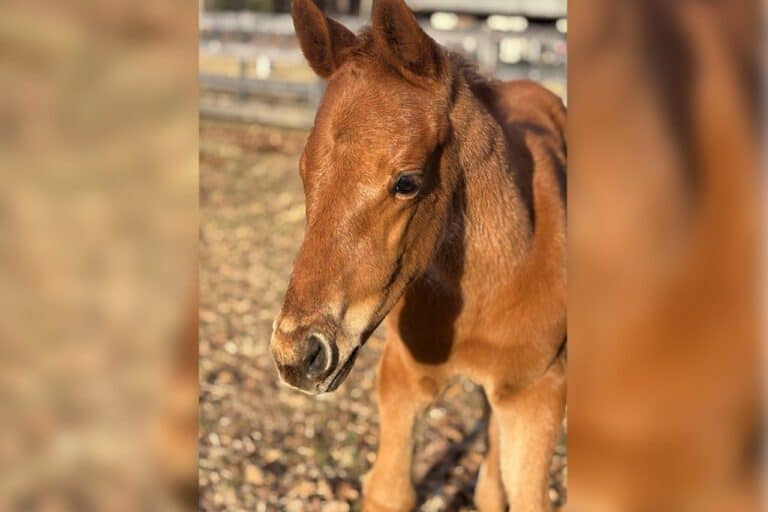 Virginia-Bred Foal by American Pharoah Delivered Safely at VA Tech