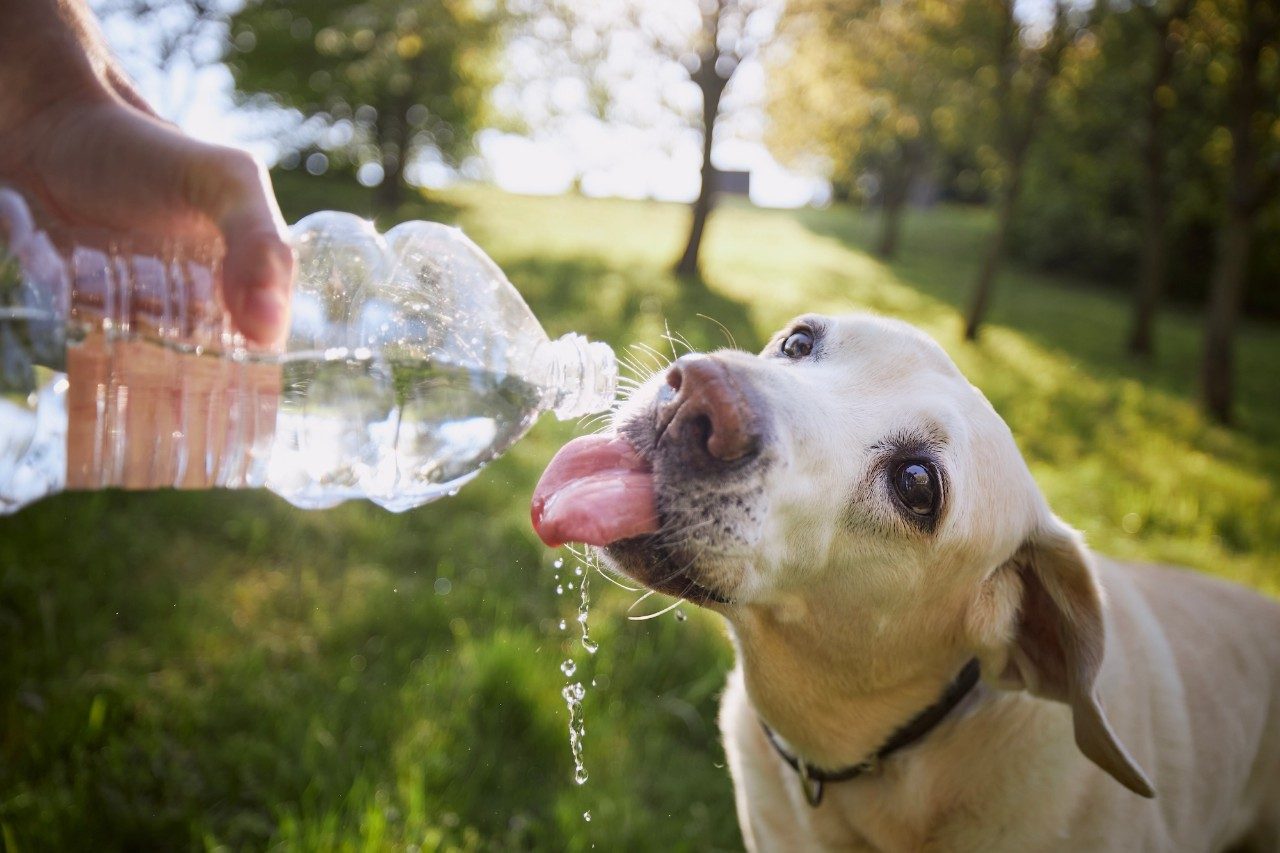 What every pet owner should know