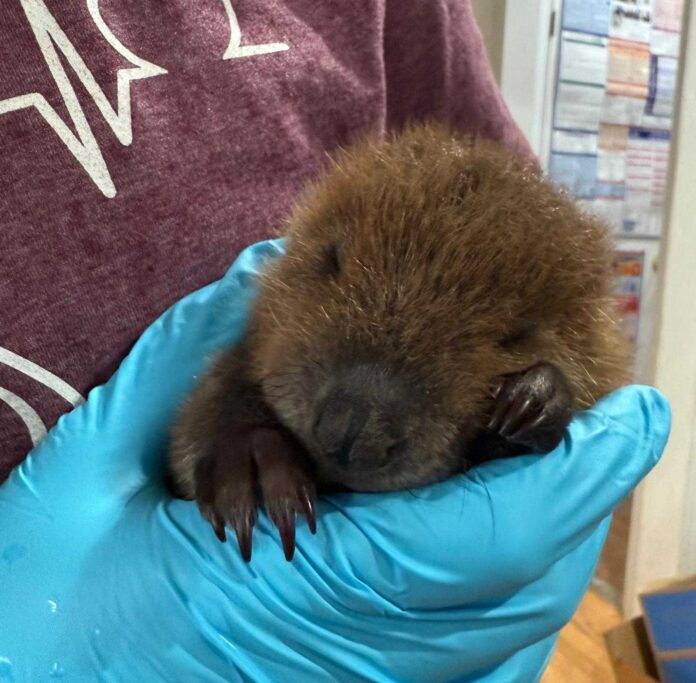 Southwest Virginia Wildlife Center Received the First Baby Beaver of 2025