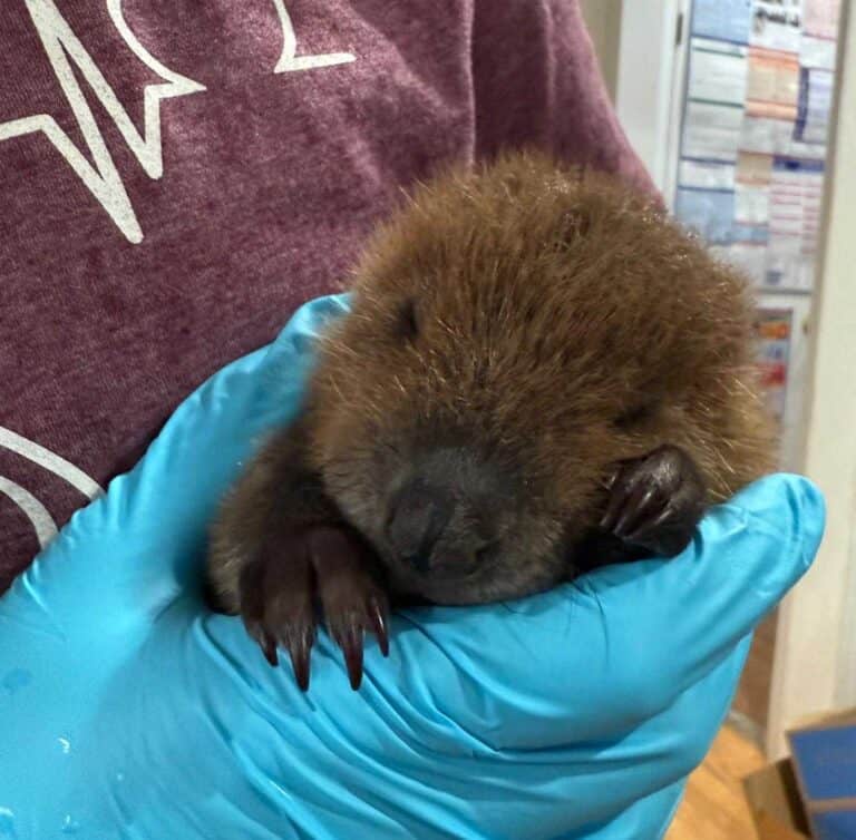 Southwest Virginia Wildlife Center Received the First Baby Beaver of 2025
