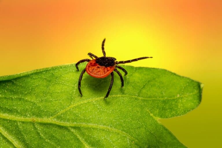 Tick Season in Virginia: Local Emergency Doctor Shares Prevention Tips
