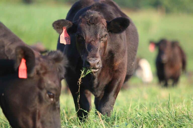 USDA Announces $1 Billion Drought Relief for Virginia Livestock Producers