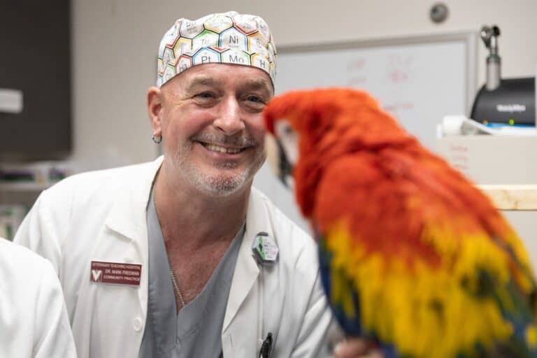 Veterinary Students Support Wildlife Recovery in Southwest Virginia