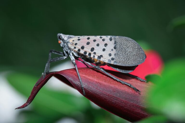 Spotted Lanternfly Now Widespread in Roanoke County