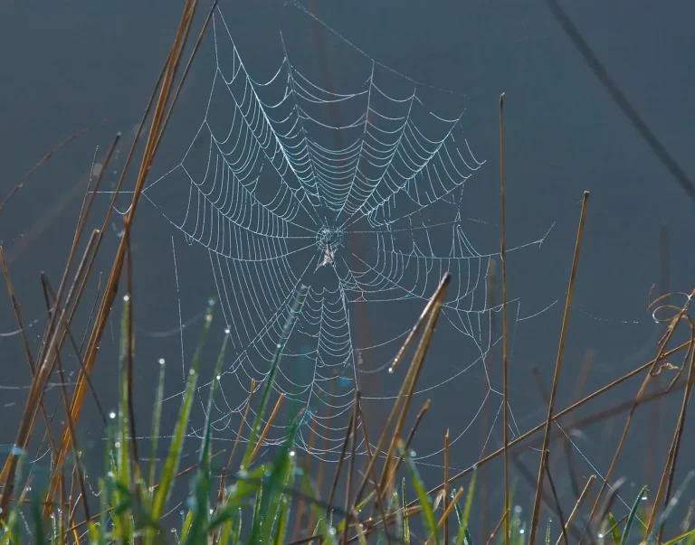 FRED FIRST:  Spiders I Have Worn