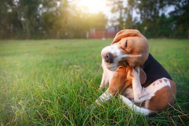 That itches! A guide to canine hot spots