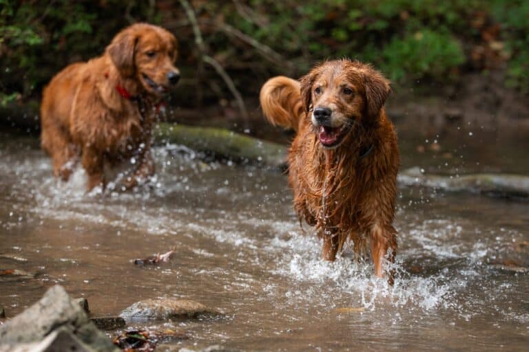 A VA Tech Expert on Protecting Pets From Blue-Green Algae