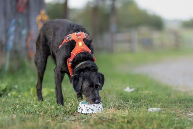 Toxic well water will affect household pets first, VA Tech study finds