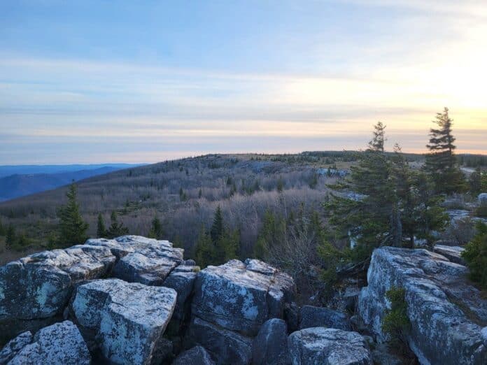 Virginia Tech Leads $2M Red Spruce Forest Revival