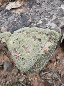 FRED FIRST: FROM THE HIGH DESERT: Living Landscape