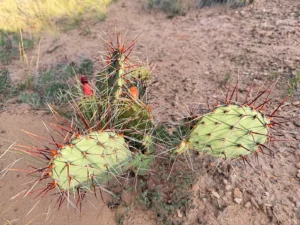 FRED FIRST: FROM THE HIGH DESERT: Living Landscape