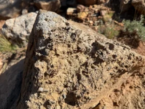 FRED FIRST: FROM THE HIGH DESERT: Living Landscape