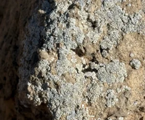 FROM THE HIGH DESERT: Living Landscape