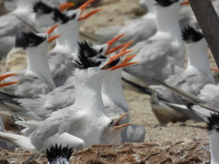 New Virginia Bird Atlas Opens Window Into Conservation