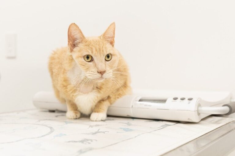 Roanoke Animal Cancer Care and Research Center Helps Cat Reach Remission